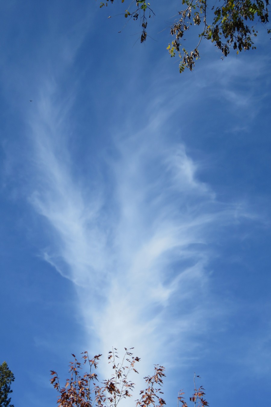 sky 54 (mare's tail)