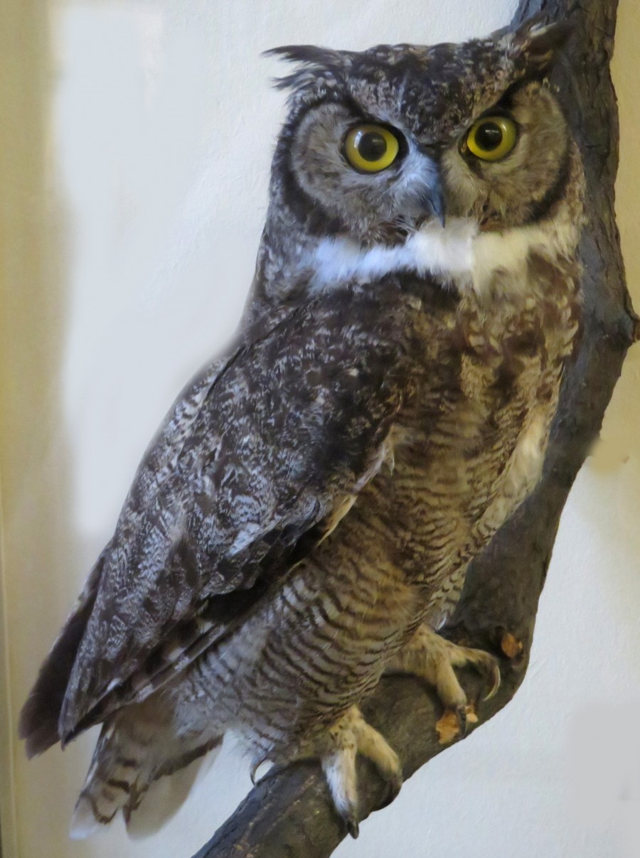 great horned owl