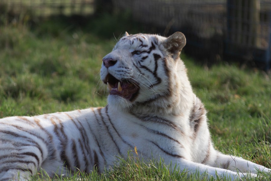resting white tiger