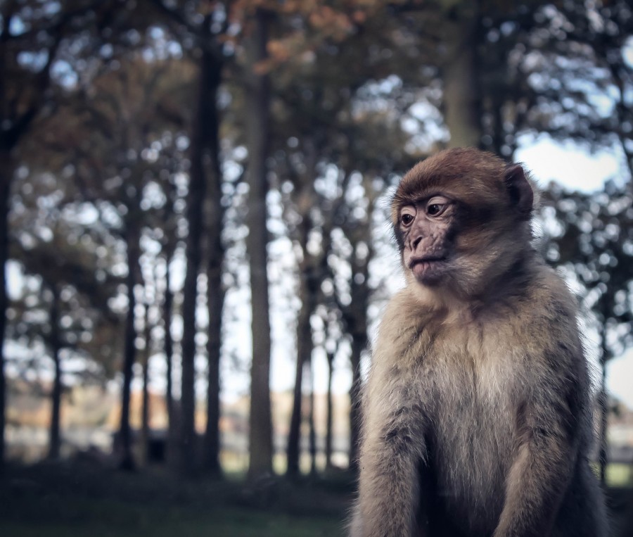 Sad Monkey