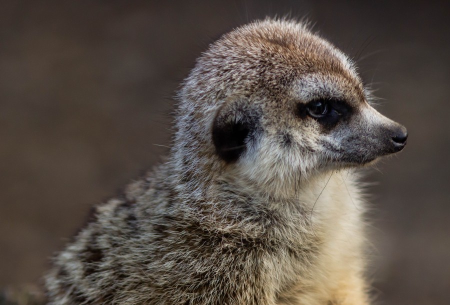 Meerkat
