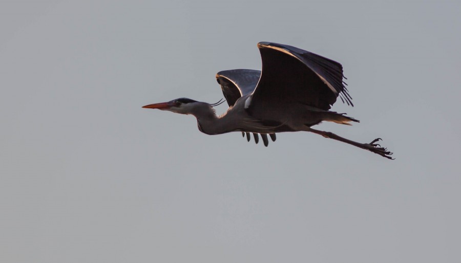 Flying heron