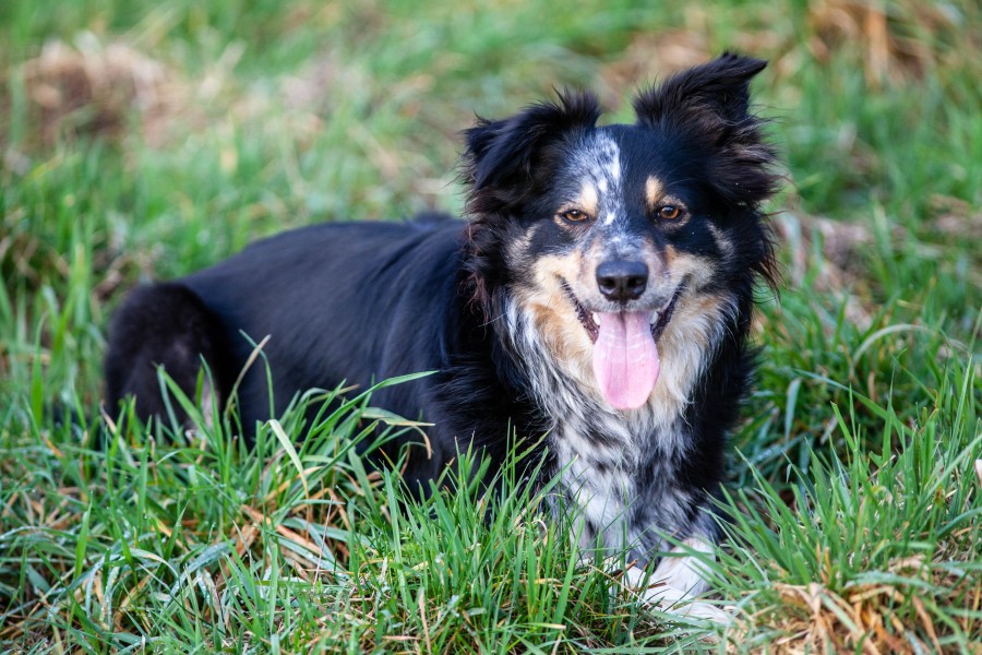 Tri Colour Border Collie