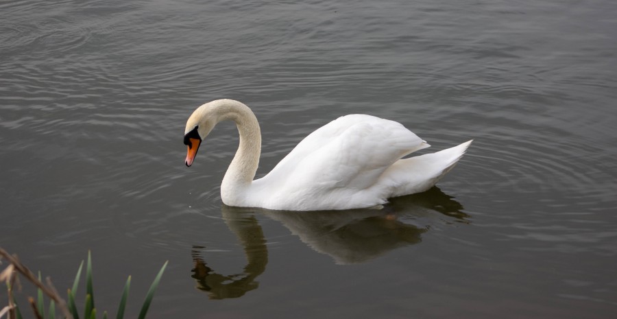 Swan on lake