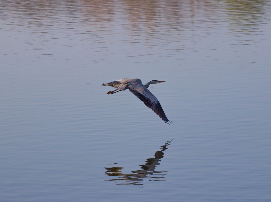 blue heron flying over lake
