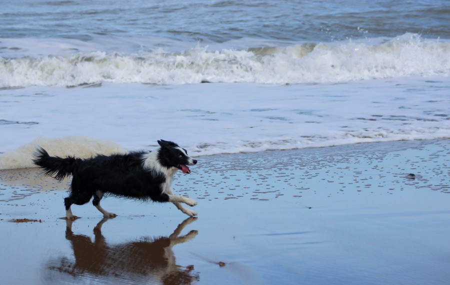 Sheepdog running on shore