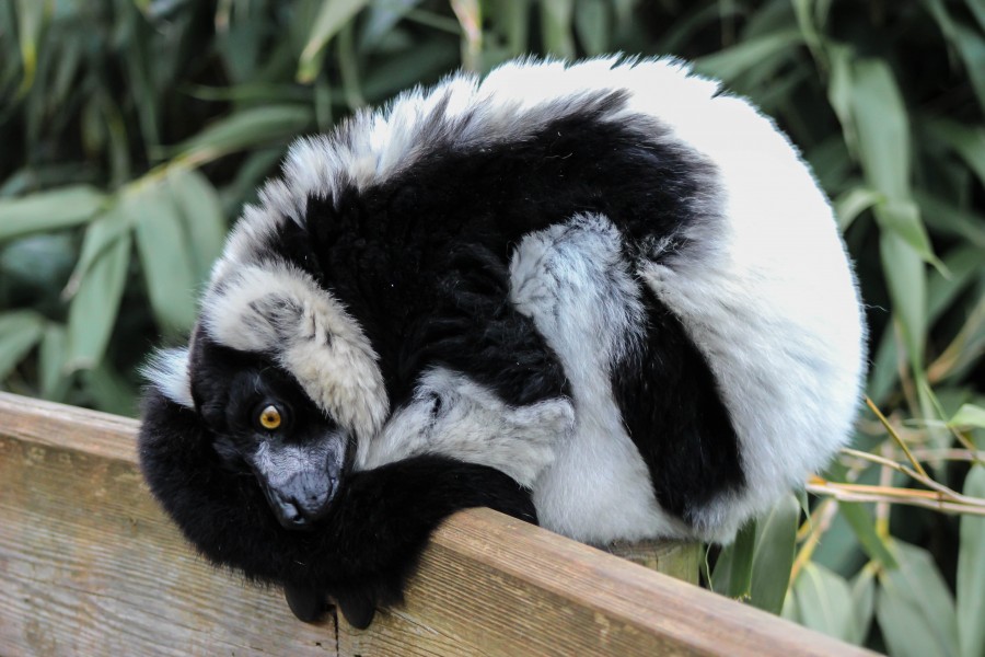 Black and white ruffed lemur