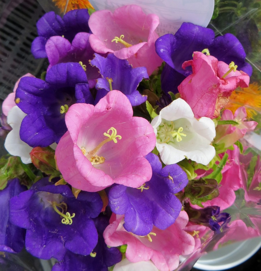 bell-shaped flowers