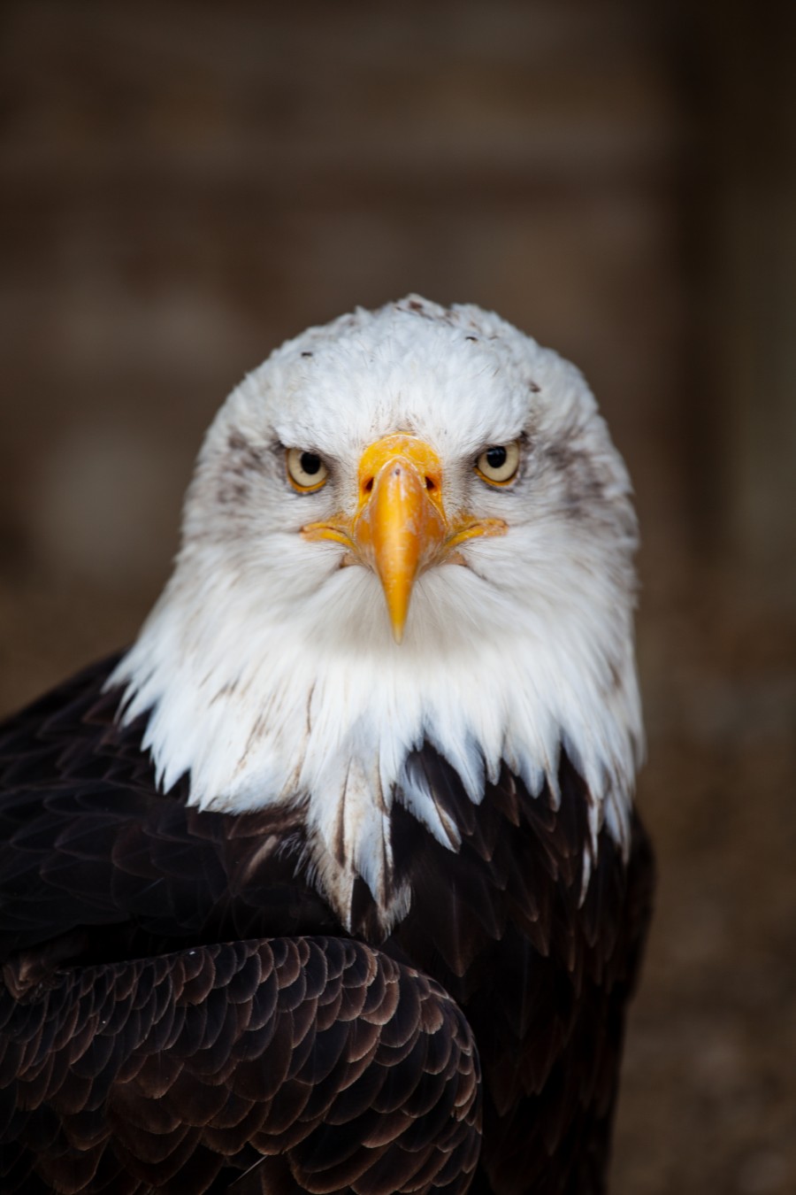 Bald eagle portrait