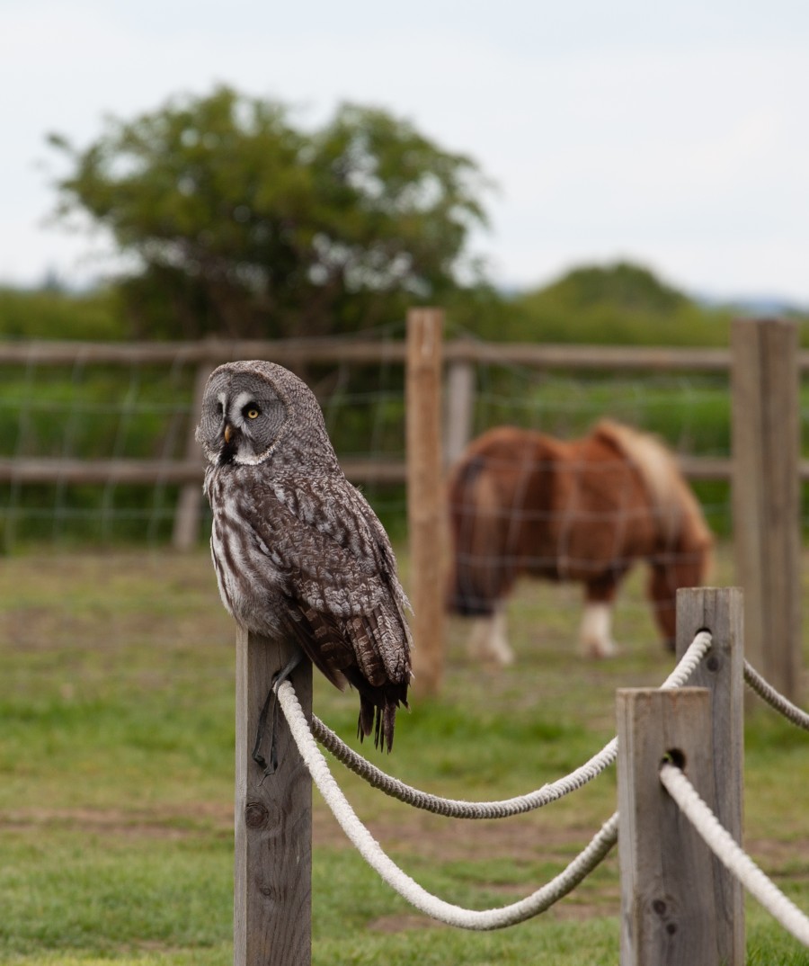 Great Gay owl on post