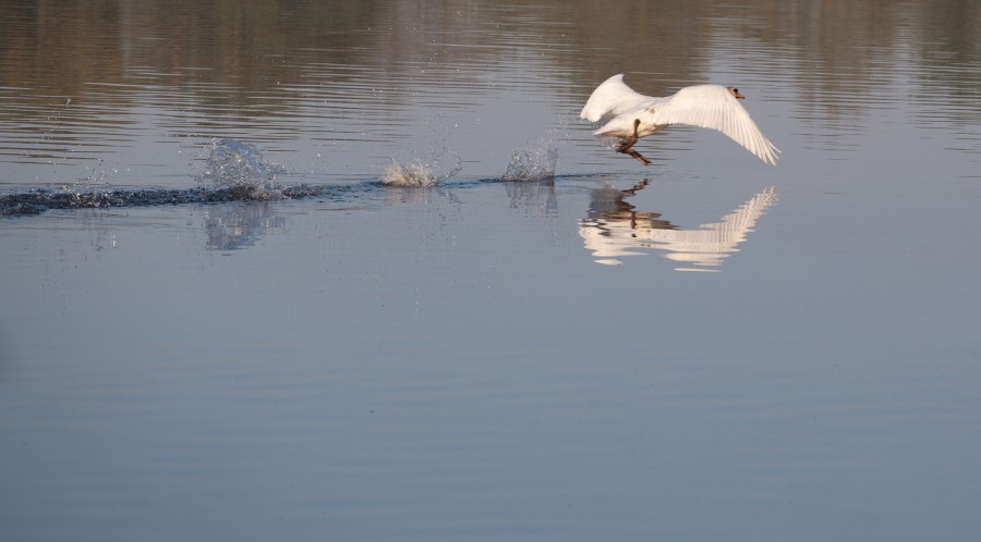 swan about to take off from water with reflection