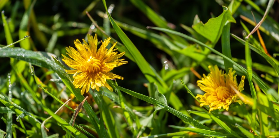 yellow dandelion flower also a weed
