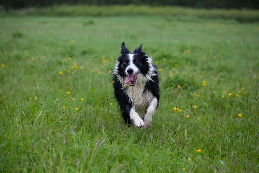 Sheepdog running through grass