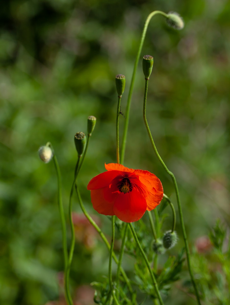 Red poppy