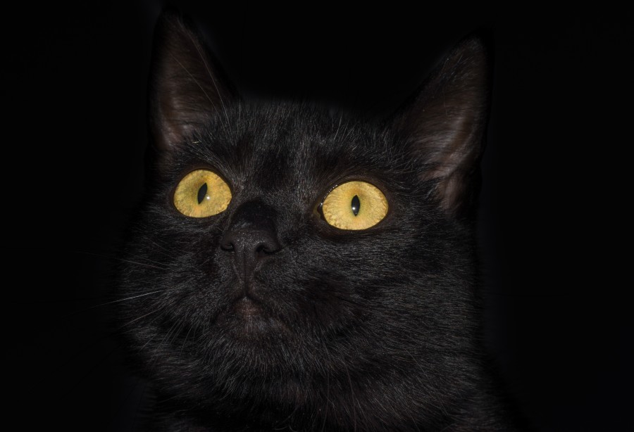 Black cat with yellow eyes