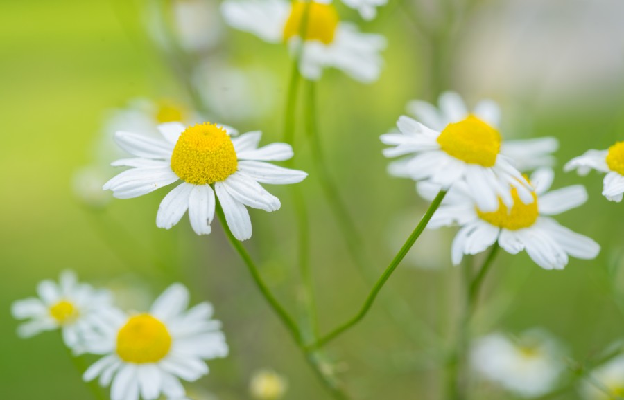 Yellow summer flowers