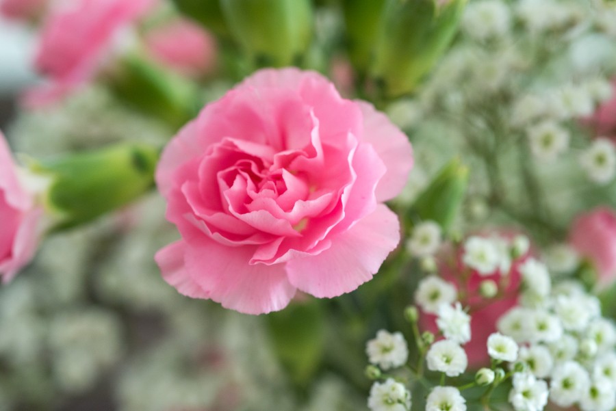 Pink carnation