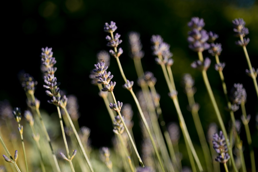 Lavender 