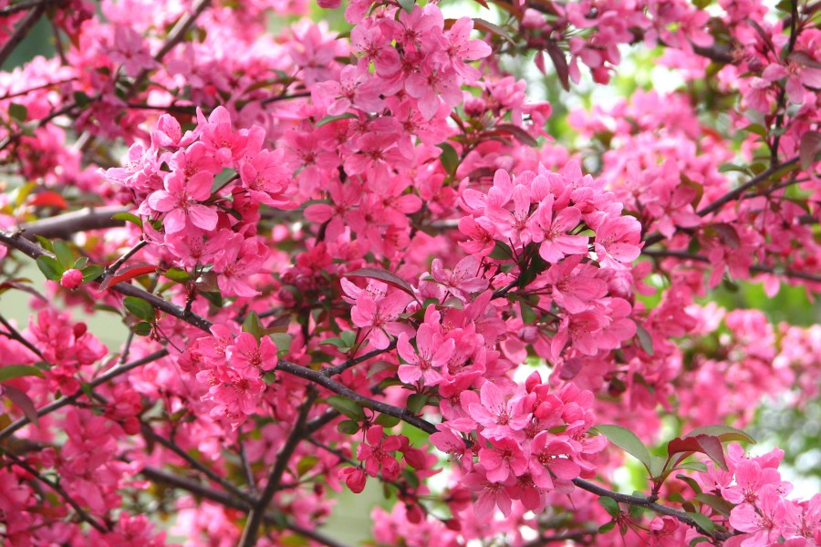 pink fruit tree blossoms 2