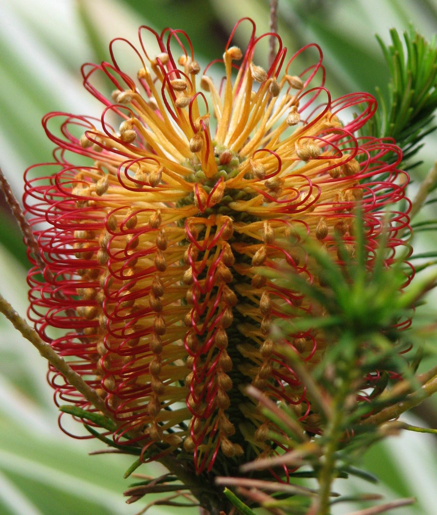 red and yellow flower