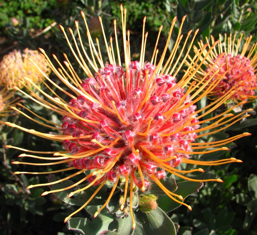 protea