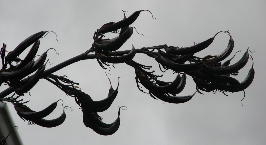 talon vine