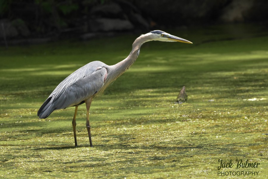 Great Blue Heron stalking prey