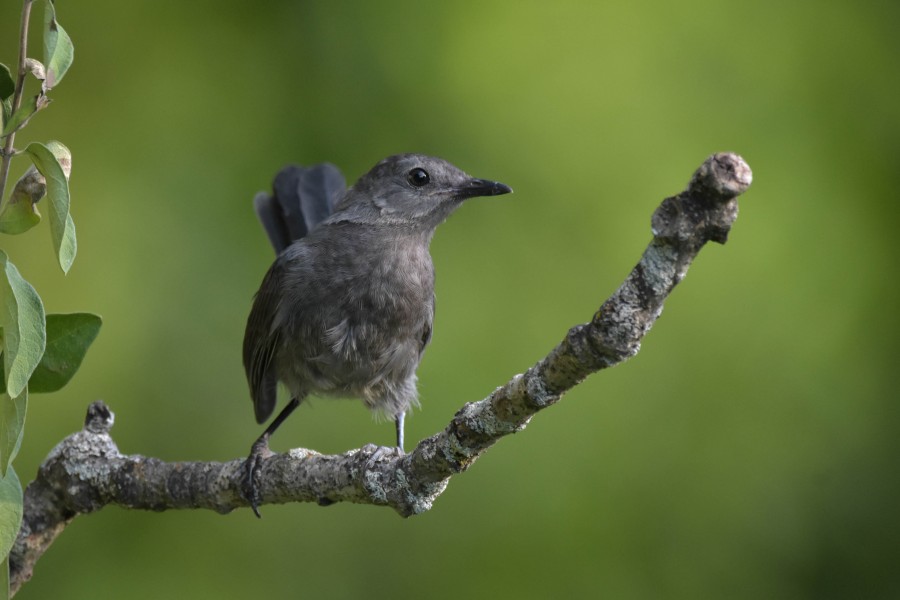 Gray Catbird full frontal view