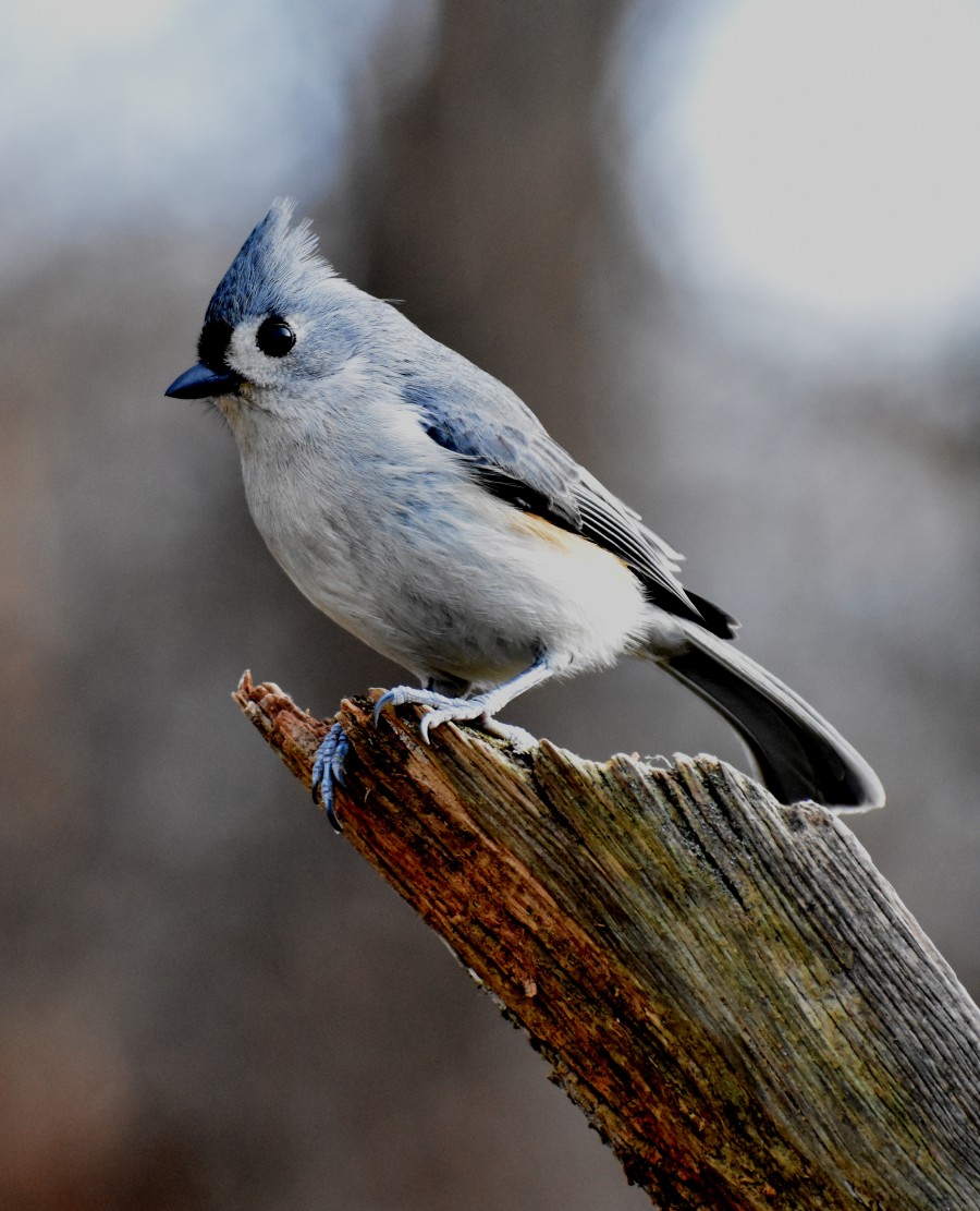 Tufted Titmouse