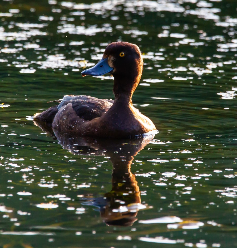 Yellow eyed duck