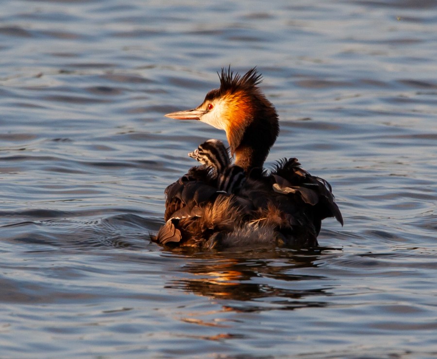 Crested grebe in sunshine