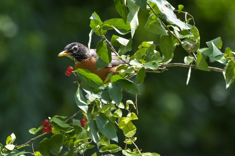Robin a little snack