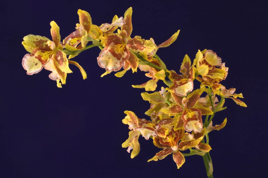 Orchid Riot