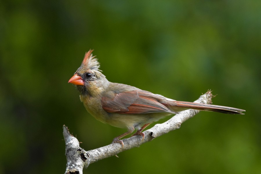 Female Northern Cardinal, in full-profile perched on a twig