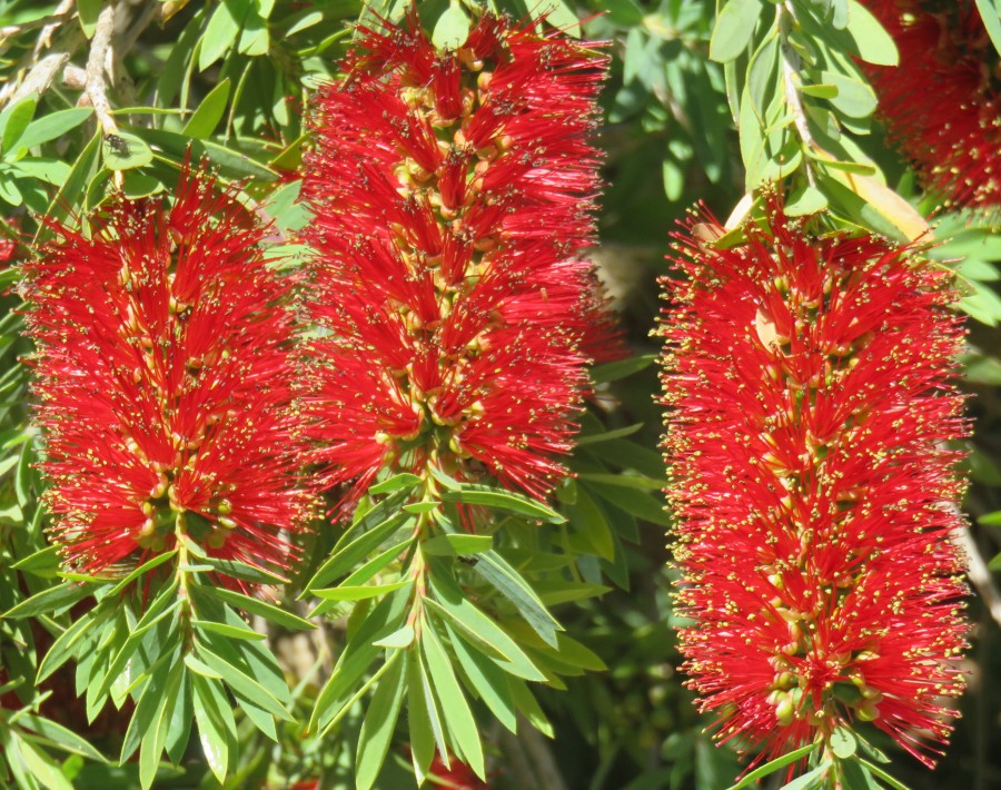 bottle brush