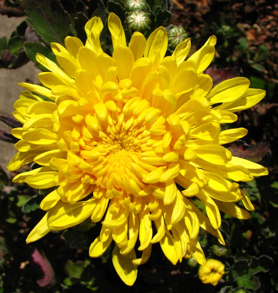 yellow chrysanthemum