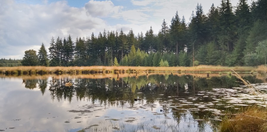 Trees reflected in a lake
