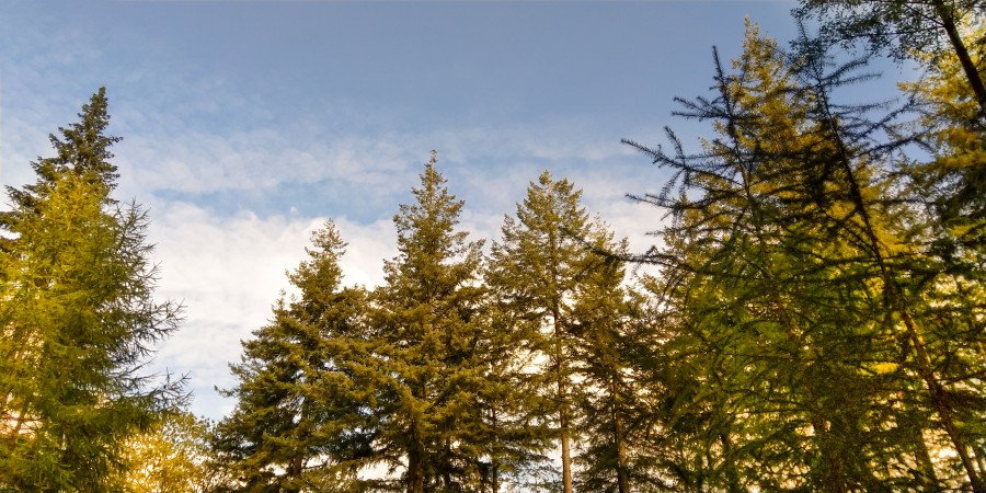 Pine trees 