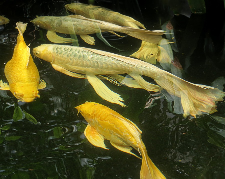 yellow fish