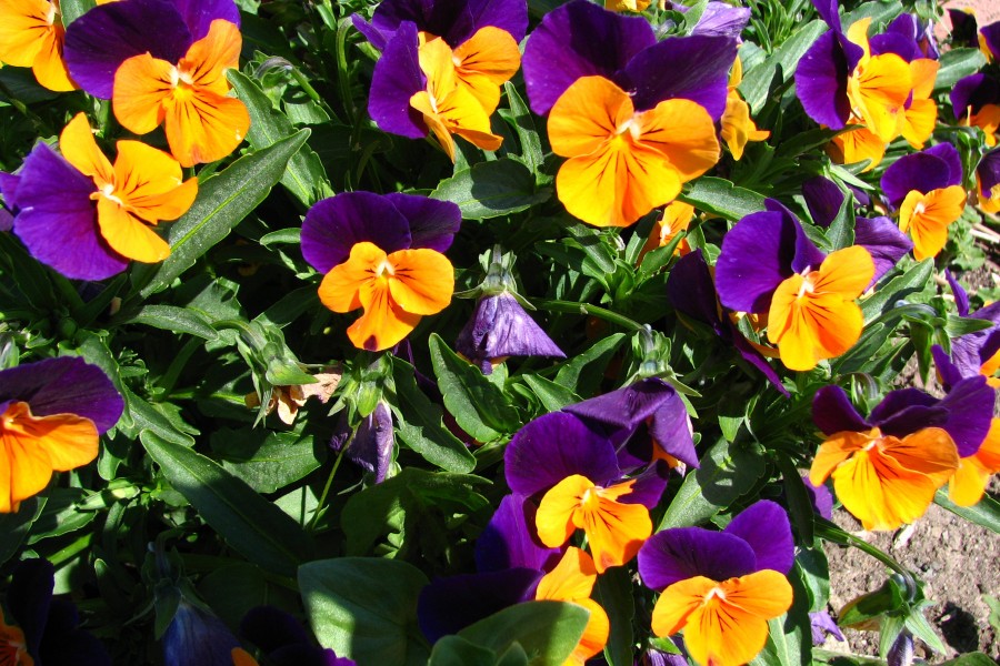 purple and orange violas