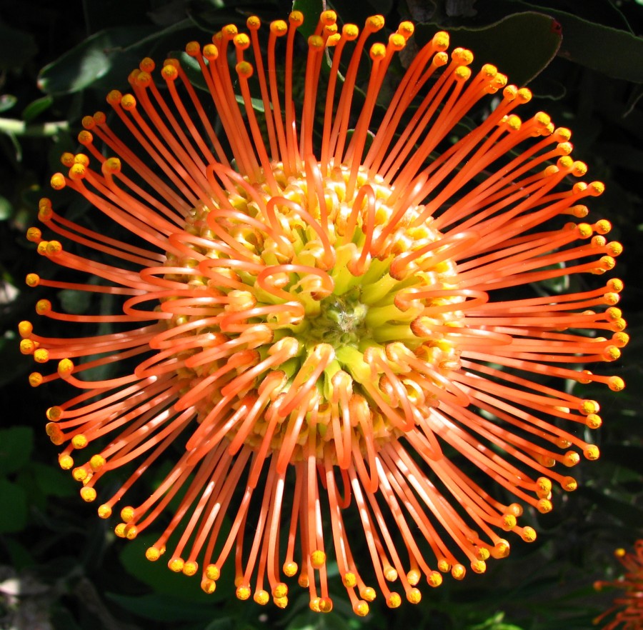 protea