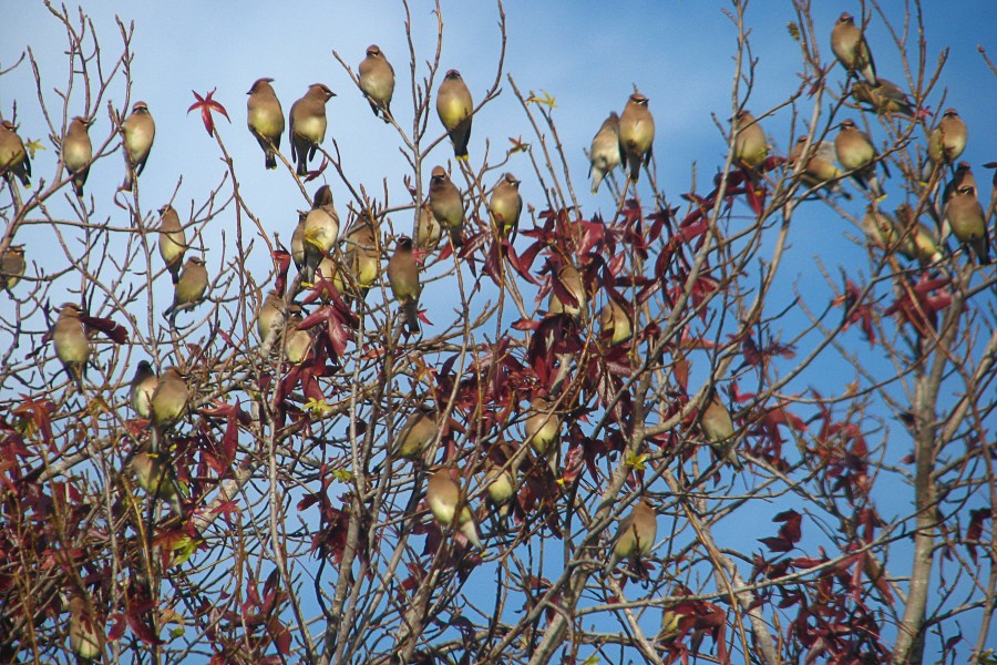 cedar waxwings