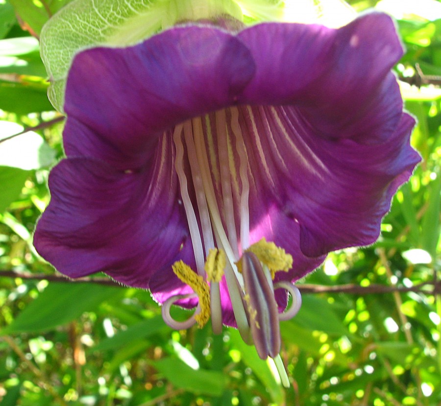 violet flower