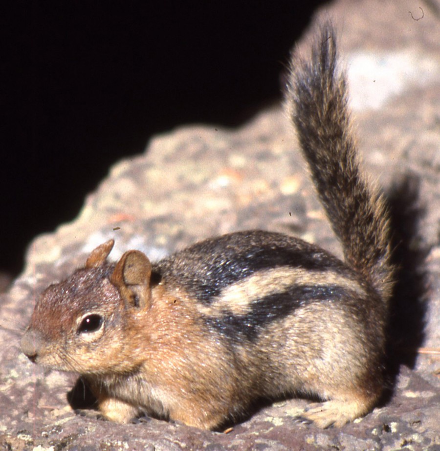 chipmunk