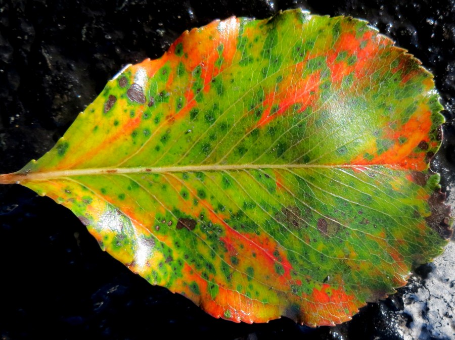 colorful leaf