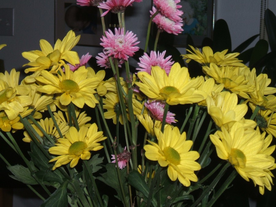 flowers