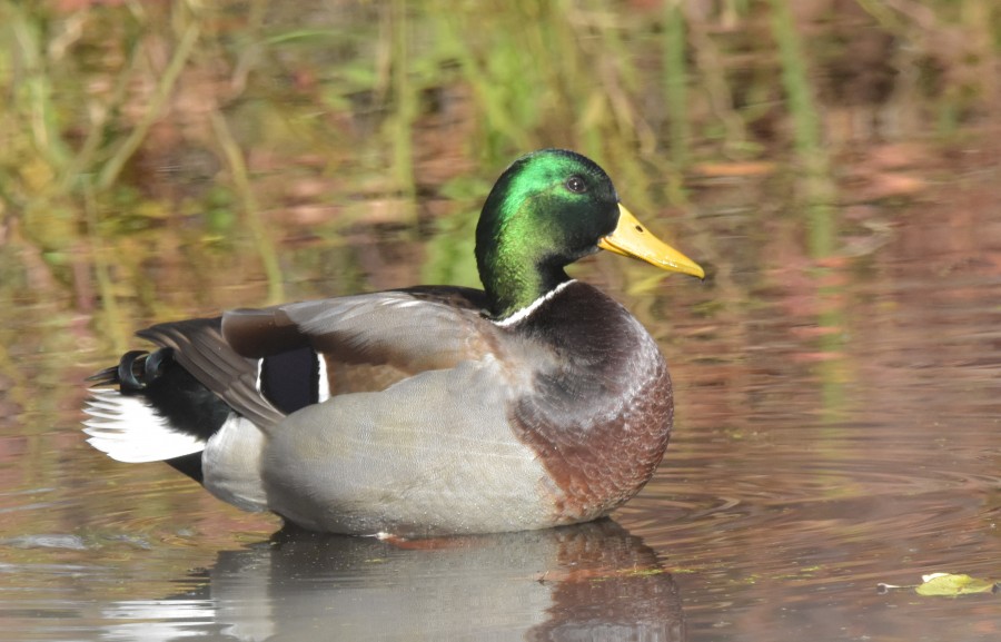 Male Mallard 