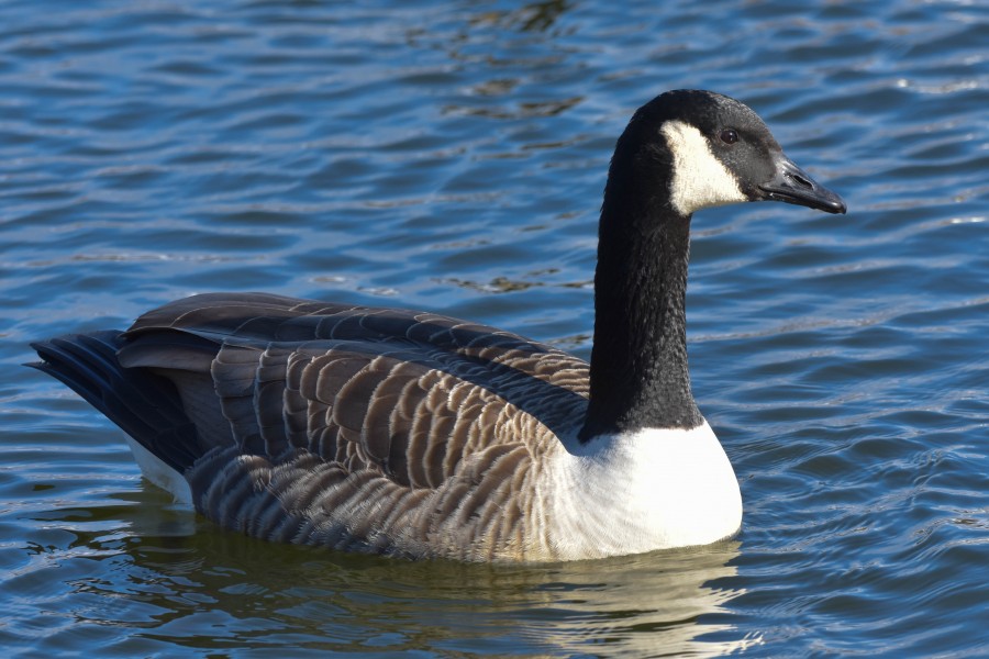 Closeup of Canada Goose swimming on pond