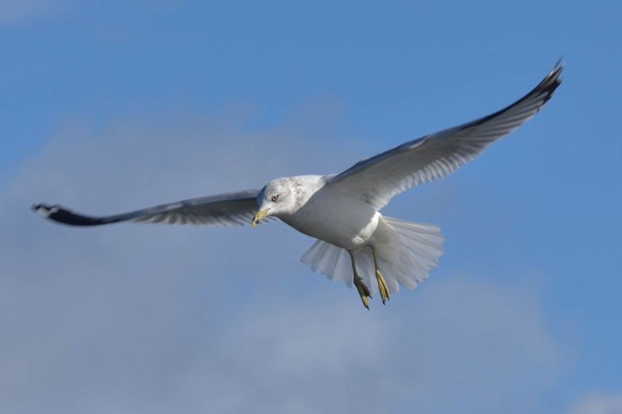 Ring Billed Gull hovering in flight.