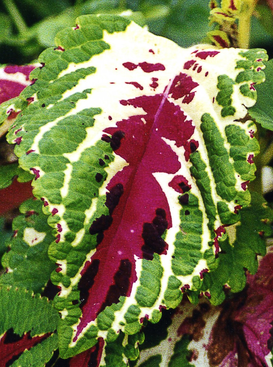 colorful tropical leaf
